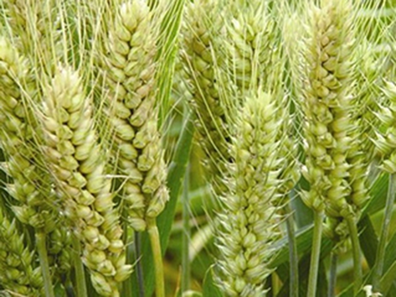 小麥?zhǔn)┓拾咐?>
                                <div   id=